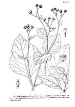 下田菊[下田菊]