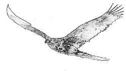 鯤鵬展翅 鯤鵬展翅