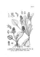 黃背退毛來江藤