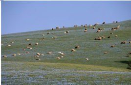 馬圈灣草原 馬圈灣草原