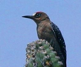 灰胸啄木鳥 灰胸啄木鳥