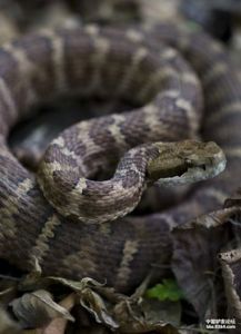 白眉蝮蛇 白眉蝮蛇