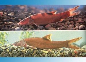 紅唇薄鰍 紅唇薄鰍