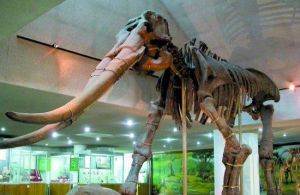 古兩棲類展區 古兩棲類展區