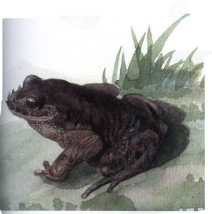 峨眉角蟾 峨眉角蟾