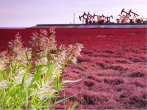 紅河哈尼梯田國家濕地公園