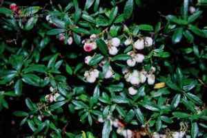 四川白珠 四川白珠