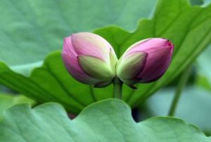 並蒂芙蓉 並蒂芙蓉