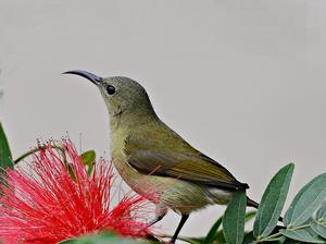 太陽鳥[鳥綱動物]