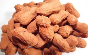 紅泥花生 紅泥花生