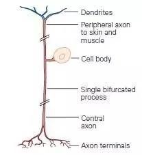 假單極神經元