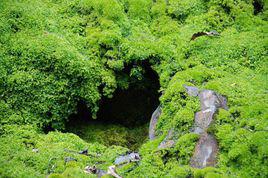 苔蘚微景觀[手工園藝]