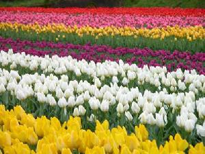 玫瑰谷風光（1）