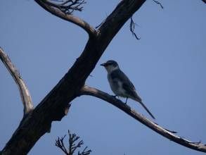 山椒鳥科 山椒鳥科