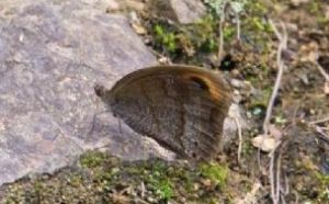 多斑艷眼蝶 多斑艷眼蝶