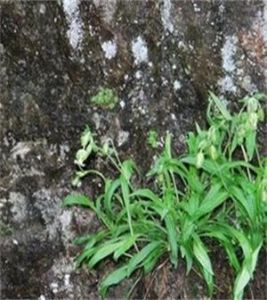 尼泊爾蠅子草 尼泊爾蠅子草