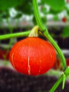 維多利二號 維多利二號