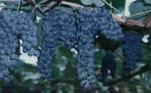 高山葡萄 高山葡萄