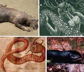 死亡之蟲 死亡之蟲