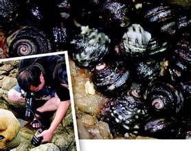 黑偏頂蛤 黑偏頂蛤