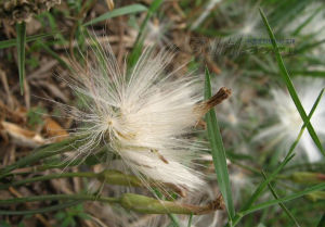 蒙古鴉蔥 蒙古鴉蔥