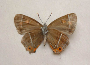 鐵稠金灰蝶 鐵稠金灰蝶