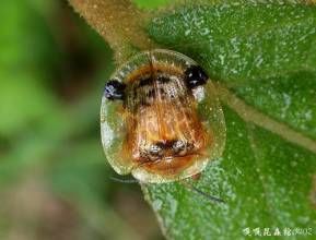 二星龜金花蟲 二星龜金花蟲