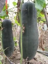 黑優1號 黑優1號