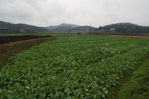 天勝村[湖南省衡陽市衡南縣硫市鎮天勝村]