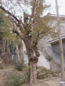 南夢溪 榔榆 千年 古樹