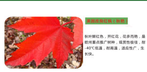 美國紅楓秋艷 美國紅楓秋艷