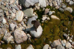 龍泉關岩群 龍泉關岩群