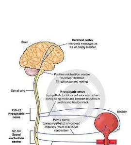 神經通路 神經通路