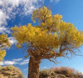 沙雅縣胡楊林 沙雅縣胡楊林
