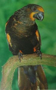 杜凡波第氏吸蜜鸚鵡 杜凡波第氏吸蜜鸚鵡