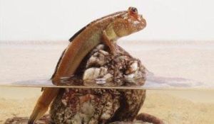 mudskippers