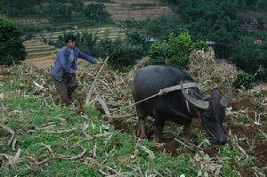岩子頭自然村[雲南臨滄鳳慶縣郭大寨鄉團山村岩子頭自然村]