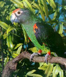 黑翅賈丁氏鸚鵡