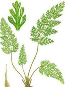 厚葉實蕨 厚葉實蕨