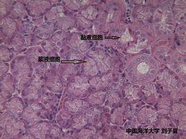 漿液性細胞 漿液性細胞