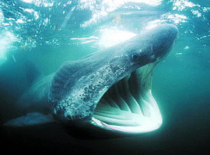 姥鯊