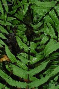 密雲蛾眉蕨 密雲蛾眉蕨