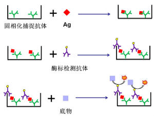 雙抗體夾心法 雙抗體夾心法