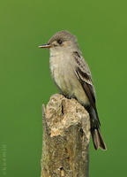 西綠霸鶲 西綠霸鶲