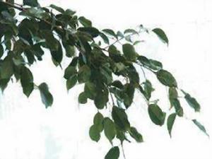 小葉橡膠樹