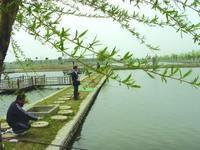 金家村[浙江省寧波市北侖區新碶街道下轄村]