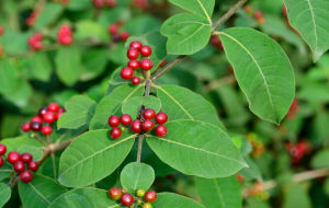 四葉蘿芙木 四葉蘿芙木