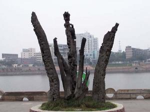 四川烏木 四川烏木