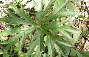 大頭橐吾 大頭橐吾