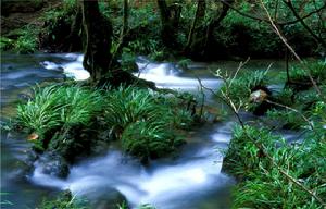 貴州荔波水上森林